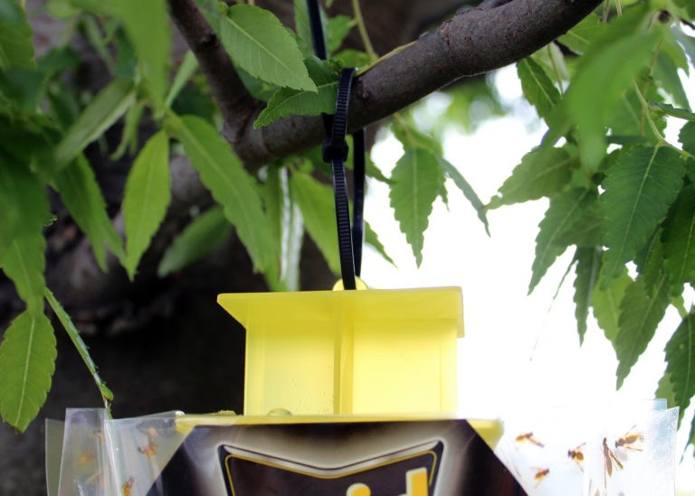 Pic Corp Pest Repellent, Raid ®, Use to Repel Insect, Wasp and Hornet Trap, Disposable Yellow Jacket, Food Based Lure – WASPBAG-RAID