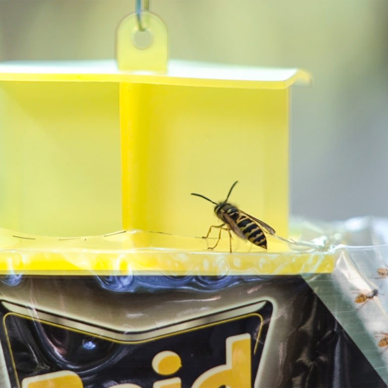 Pic Corp Pest Repellent, Raid ®, Use to Repel Insect, Wasp and Hornet Trap, Disposable Yellow Jacket, Food Based Lure – WASPBAG-RAID